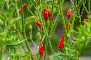 The chili in the vegetable garden