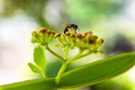 The bee is sucking the nectar from the flower of the Veld grape (Cissus quadrangularis) in the herb garden