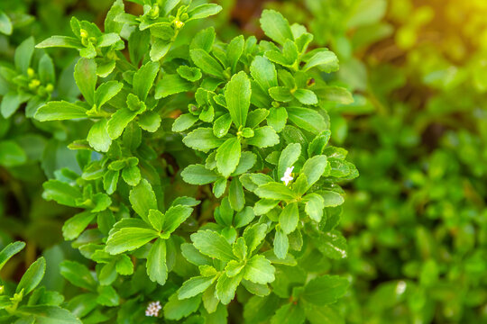 Stevia (genus Asteraceae, Eupatorieae) has stevioside (Steviol glycosides) extracted from its leaves