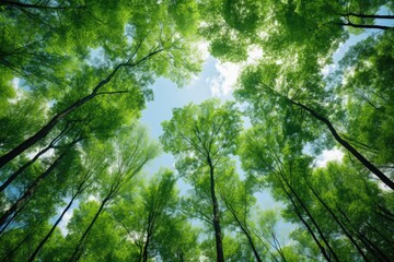 Obraz premium forest trees view from below into the sky. nature green wood sunlight backgrounds