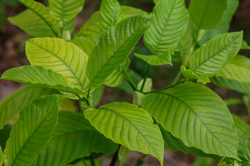 Fototapeta na wymiar Mitragyna speciosa,kratom leaves 