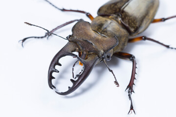 昆虫写真 ミヤマクワガタ 白背景