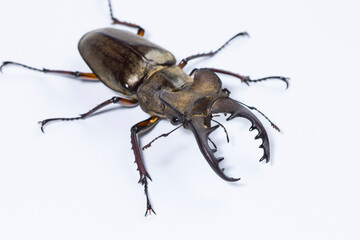 昆虫写真 ミヤマクワガタ 白背景