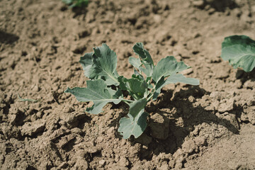 Young cabbage in close-up on a bed in the garden, early eco food. Selective focus. Agriculture scene.