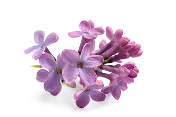 Fototapeta na wymiar Lilac flowers on white background