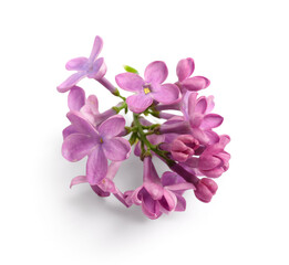 Fototapeta na wymiar Lilac flowers on white background