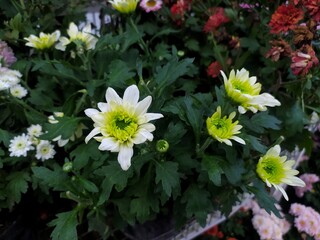 Chrysanthemum morifolium is a hybrid species of perennial plant from family Asteraceae.