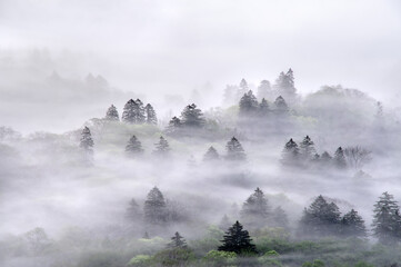 霧の漂う幻想的な森。