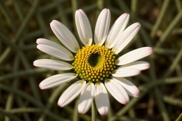 Obraz premium Close-up of a white daisy in a sunlit meadow