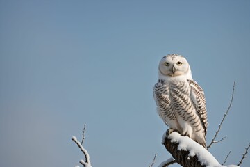 A snowy owl perched on a bare tree