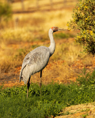 Fototapeta premium A tall pale gray crane with grayish legs and red bare skin on head that does not extend down the neck, known as the Brolga (Grus rubicunda)