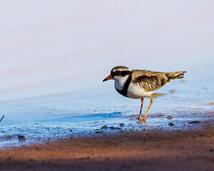 A Black-fronted Dotterel (Elseyornis melanops) in profile showing its distinctive black face-mask and breast-band and prominent chestnut shoulder feathers