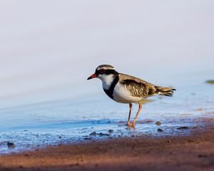 A Black-fronted Dotterel (Elseyornis melanops) in profile showing its distinctive black face-mask and breast-band and prominent chestnut shoulder feathers