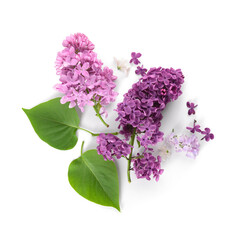 Branches of different beautiful lilac flowers with leaves on white background