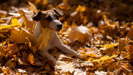 Jack Russell Terrier dog holding a yellow maple leaf on a walk in the autumn park. 