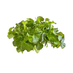 Green Oak Lettuce isolated on a white background