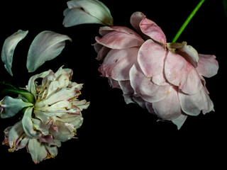 The wounded petals of the withering rose
