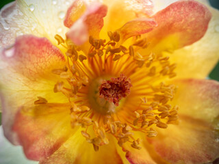 Delicate La Parisienne rose pollens and petals as nature background