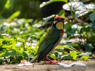 Obraz premium The Coppersmith barbet bird in the garden