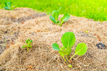 Young leaves of a growing white cabbage in a garden bed with mulched soil. Planted seedlings of vegetables in the home garden
