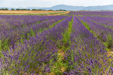 Obraz na płótnie Canvas lavender field in region