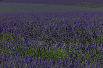 Fototapeta premium lavender field in region