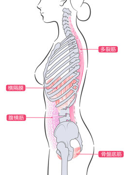 女性のインナーマッスル　側面