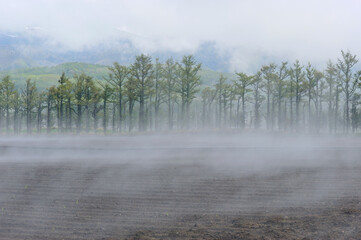 霧と防風林（北海道・知床）
