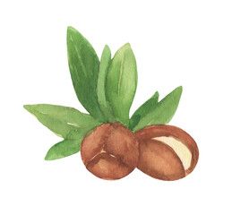 Brown argan tree nut and leaves. Watercolor illustration isolated on white background.