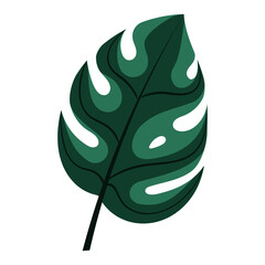 Vector illustration of "Monstera" leaf a.k.a. "Swiss Cheese Plant"