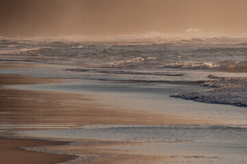 Obraz premium A Long Shot of a Lone Seagull Resting in the Backwash of a Wave on a Pristine Great Barrier Reef Beach at Sunset, with Mist and White-Tipped Waves as a Backdrop