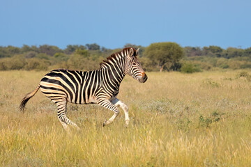 A plains zebra (Equus burchelli) running in grassland, South Africa.