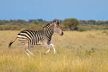 Schilderijen op glas A plains zebra (Equus burchelli) running in grassland, South Africa. © EcoView