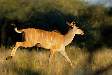 Female kudu antelope (Tragelaphus strepsiceros) running, Mokala National Park, South Africa. - obrazy, fototapety, plakaty