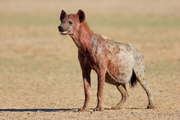 A blood covered spotted hyena (Crocuta crocuta) after feeding, Kalahari desert, South Africa. - obrazy, fototapety, plakaty