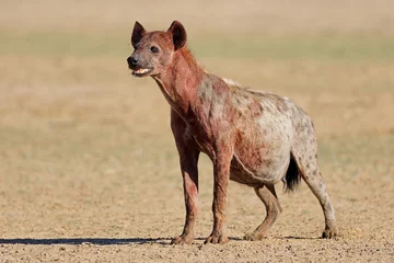 Store enrouleur tamisant Hyène A blood covered spotted hyena (Crocuta crocuta) after feeding, Kalahari desert, South Africa.
