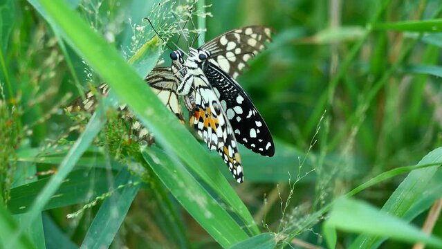 Male and female Lime butterfly ( Papilio demoleus ) sucking nectar on grass blossom with natural green background, Cream pattern with orange with blue and black color on wing of insect