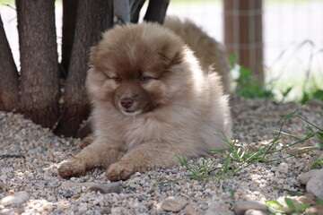 Fluffy aussiepom puppy laying below a tree