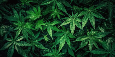 Naklejka na ściany i meble background with texture of cannabis marijuana leaves on green weed hemp bushes. Generative AI
