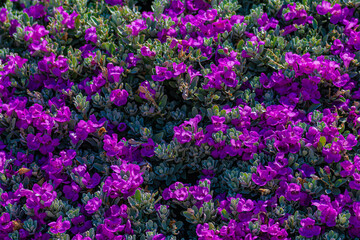Obraz premium purple flowers on a bush