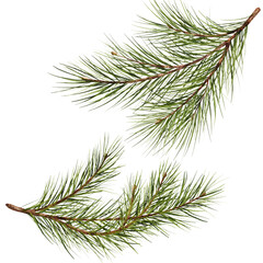 Pine branch watercolor isolated illustration. green natural forest christmas tree. needles branches greenery hand drawn. holiday decor with fir branch. holiday celebration decoration for 2024 new year - obrazy, fototapety, plakaty