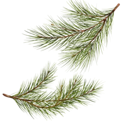 Fototapete Makrofotografie Pine branch watercolor isolated illustration. green natural forest christmas tree. needles branches greenery hand drawn. holiday decor with fir branch. holiday celebration decoration for 2024 new year
