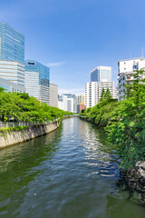 目黒川　新緑