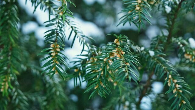 Evergreen European Common Yew Branches Twigs on Cold Winter Day
