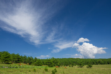 レンゲツツジ咲く爽やかな初夏の高原
