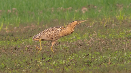 Great Bittern