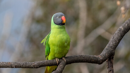 Slaty-Headed Parakeet