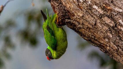 Slaty-Headed Parakeet