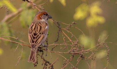 Sind Sparrow