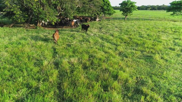 Dairy cows graze in the meadow at the farm. Bulls and cows grazing on the grass in a field in America. Breeds include speckle park, murray grey, angus, brangus and wagyu. Panorama of the herd.